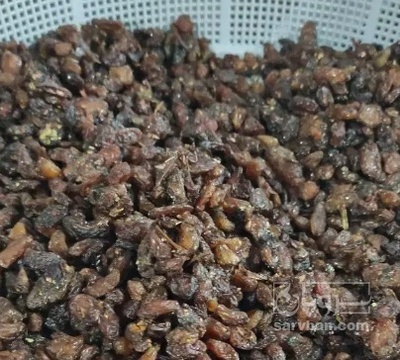 فروش کشمش پلویی