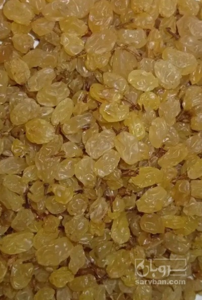 فروش کشمش طلایی