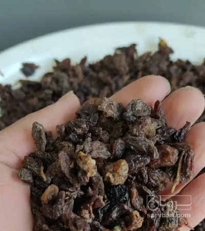 فروش کشمش افتابی
