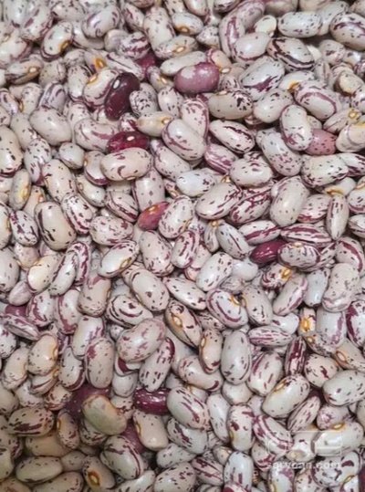 فروش لوبیا چیتی