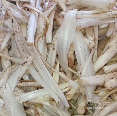 فروش کنگر کوهی (گیاه‌ دارویی)
