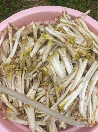 فروش کنگر کوهی (گیاه‌ دارویی)