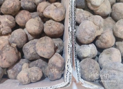 فروش قارچ ترافل