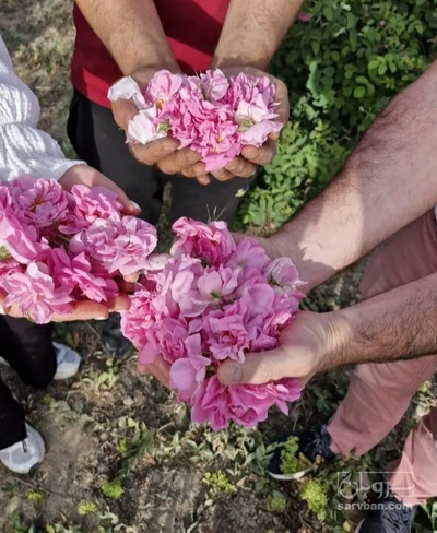 فروش عرق گلاب