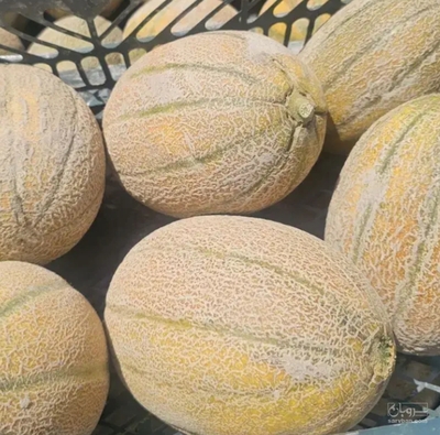 فروش ملون