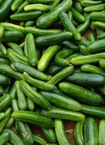 فروش خیار