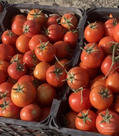 فروش گوجه فرنگی