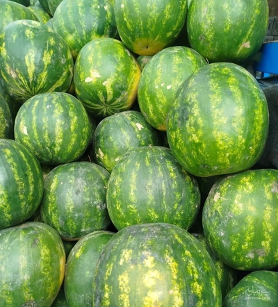 فروش هندوانه