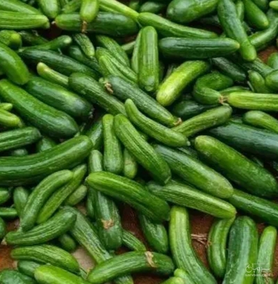 فروش خیار