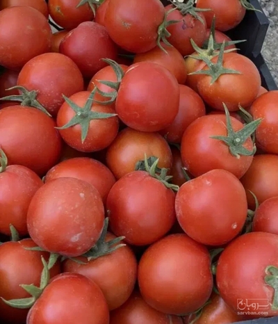 فروش گوجه فرنگی