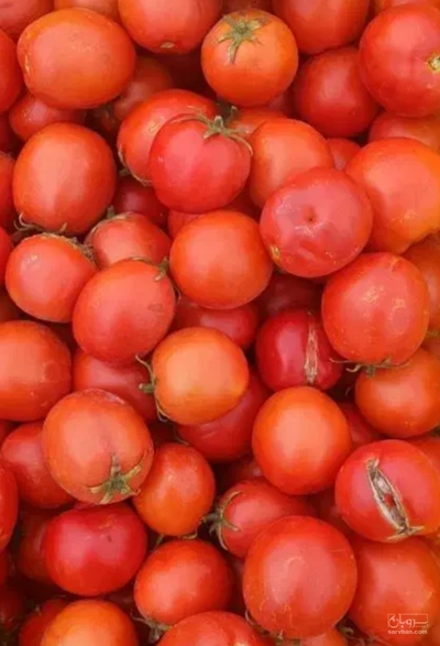 فروش گوجه فرنگی