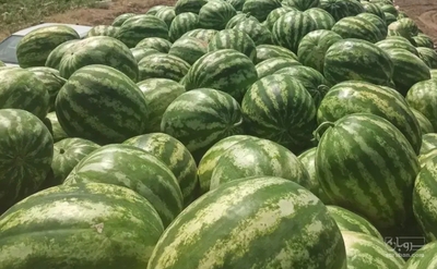 فروش هندوانه
