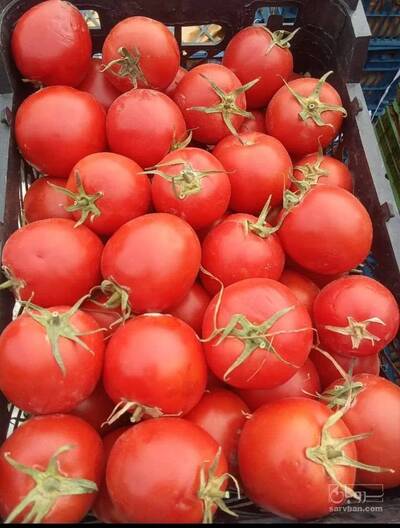 فروش گوجه فرنگی