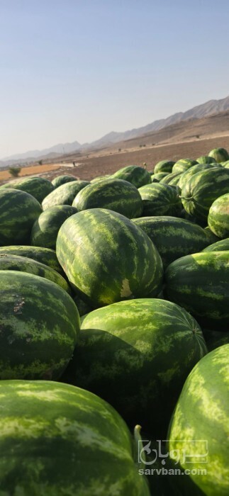 فروش هندوانه