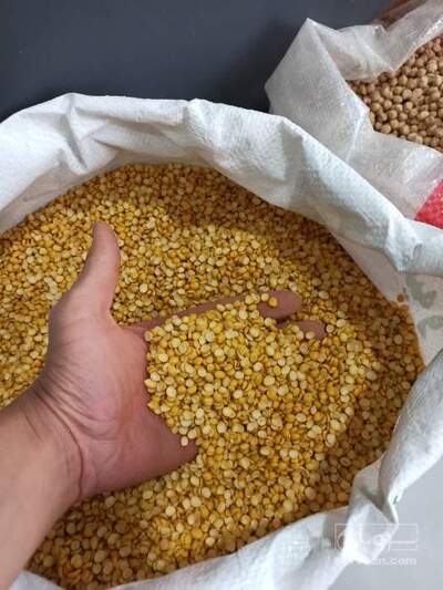فروش نخود کفتری - لپه