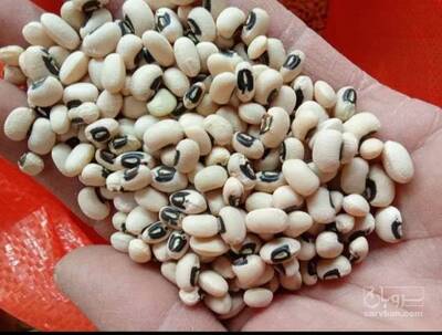 فروش لوبیا چشم بلبلی
