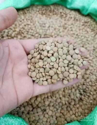 فروش عدس
