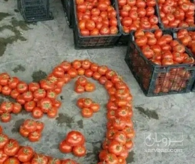 فروش گوجه فرنگی