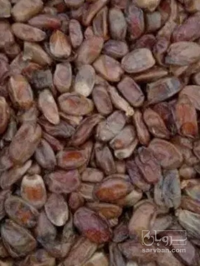 فروش خرما برحی