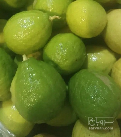 فروش لیمو ترش