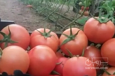 فروش گوجه فرنگی