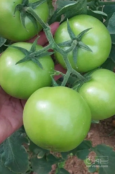 فروش گوجه فرنگی