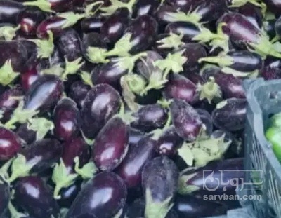 فروش بادمجان