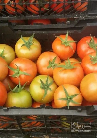 فروش گوجه فرنگی