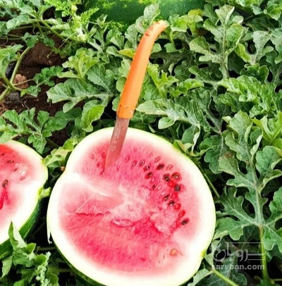 فروش هندوانه