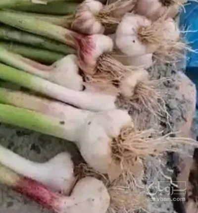 فروش سیر
