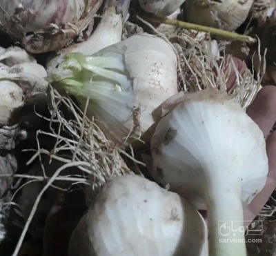 فروش سیر