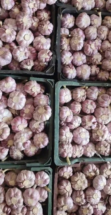 فروش سیر