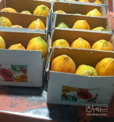 فروش پاپایا