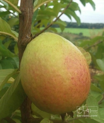 فروش گواوا