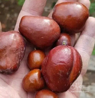 فروش عناب