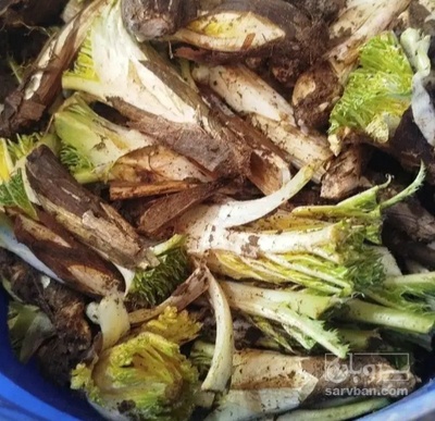 فروش کنگر