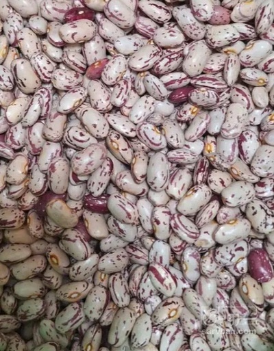 فروش لوبیا چیتی