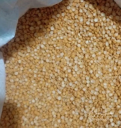 فروش نخود کفتری - لپه
