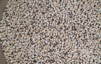 فروش لوبیا چشم بلبلی