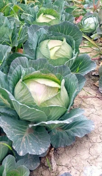 فروش کلم برگی سفید