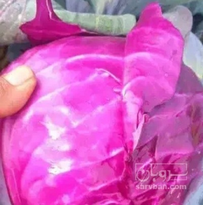 فروش کلم برگی بنفش