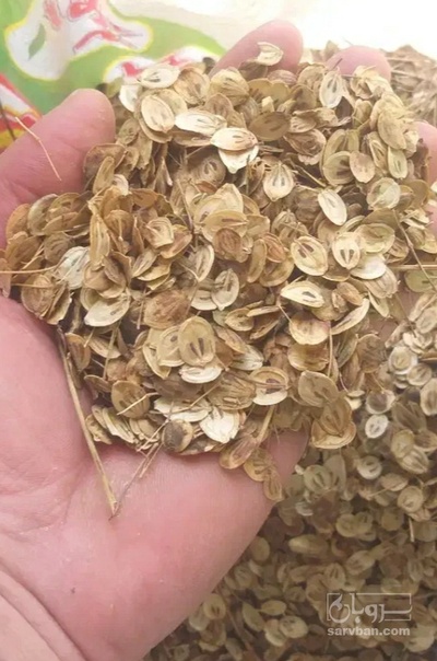فروش گلپر (گیاه‌ دارویی)