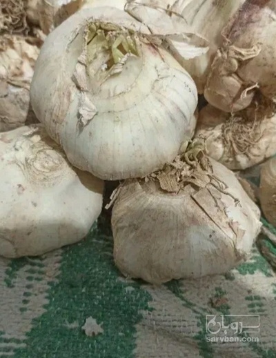 فروش سیر