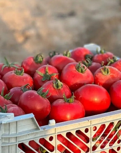 فروش گوجه فرنگی