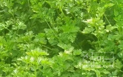 فروش گشنیز
