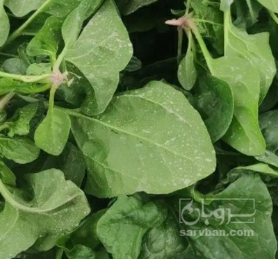 فروش اسفناج