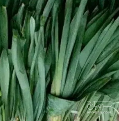 فروش تره