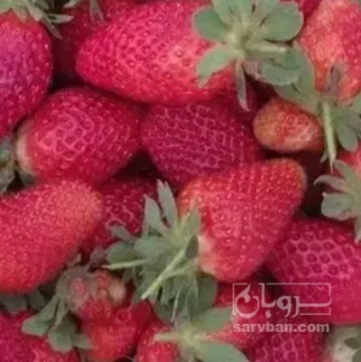 فروش توت فرنگی