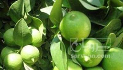 فروش لیمو ترش