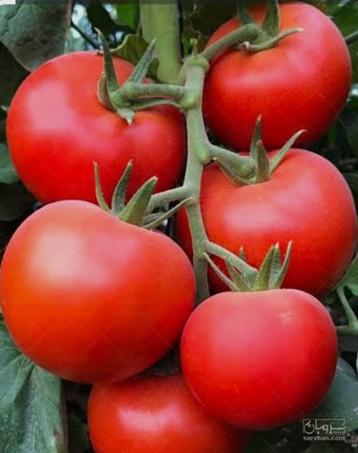 فروش گوجه فرنگی